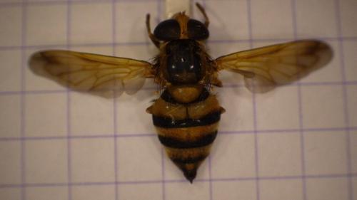Volucella inanis